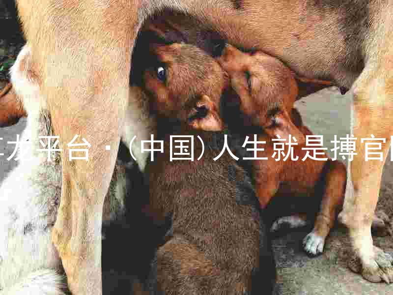 尊龙平台·(中国)人生就是搏官网